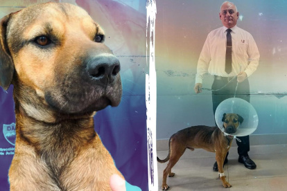 Río Peña es el nombre que recibió el perrito rescatado del río Guayas por personal de la Dirección de Aviación Civil
