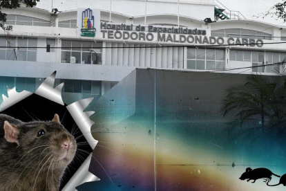 Una rata mordió a una mujer en el hospital Teodoro Maldonado Carbo, en Guayaquil.