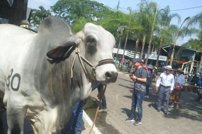 Concurso. A pesar de la coyuntura por la que pasa Ecuador, en este 2024 se mantendrá el concurso del mejor ganado. Se espera que la ciudadanía asista al evento.