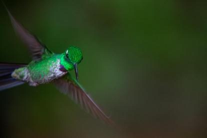Archivo. Un colibrí desplegando sus alas.