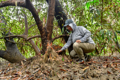 El mangle, avistado por Natalia Molina, tiene características exóticas. Es el primer registro en continente americano.