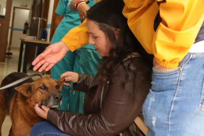 La Unidad de Bienestar Animal realiza jornadas de adopciones mensualmente en la capital.