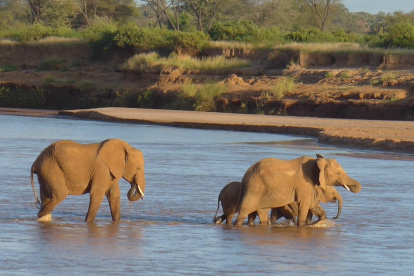 Elefantes cruzando el río Ewaso Ewaso Ng"iro (Samburu, Kenia).