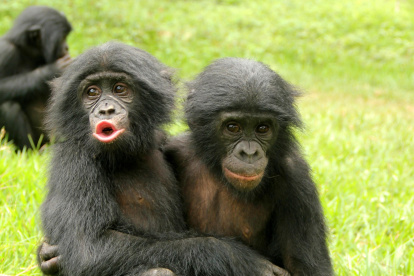 Un bonobo abraza a un compañero afligido durante un consuelo post-conflicto. Un estudio, llevado a cabo por psicólogos de la Universidad de Durham (Reino Unido) y recogido este viernes en la revista Evolution and Human Behavior, ha evidenciado que bonobos y chimpancés comparten el sentimiento de empatía que tenemos los humanos, con ligeras diferencias por especie a la hora de manifestarlo.Crédito:
