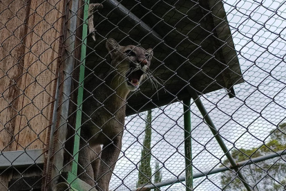 Hay preocupación por el estado de salud del felino.