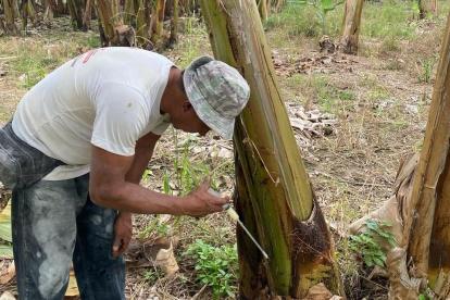 La provincia más afectada es Los Ríos, mientras que en Guayas se confirmó el único foco activo, ubicado en Tenguel.