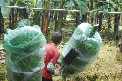 Una hacienda con cultivos de banano en Ecuador.