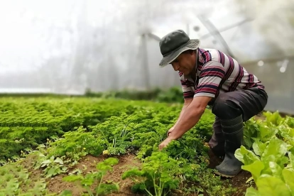 Un agricultor hace labores en su cultivo.