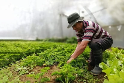 Un agricultor hace labores en su cultivo.