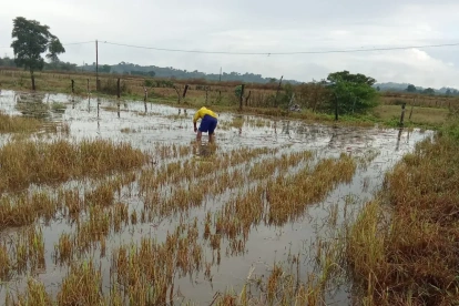Un cultivo de arroz en Salitre que está inundado por las lluvias de junio de 2026