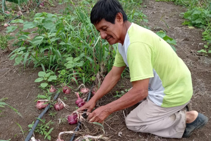En fincas de la costa ecuatoriana, algunos productores llevan décadas aplicando bioinsumos a base de microorganismos en cultivos.