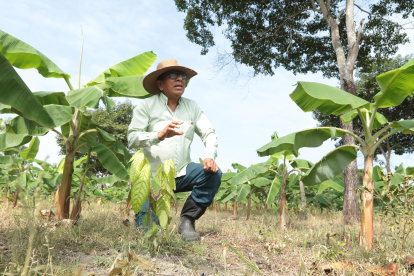 Colimes. Ingeniero agrónomo apuesta por un sistema agroforestal de cacao y plátano sobre un suelo antes destinado a la ganadería, un modelo acorde a las exigencias de la EUDR.
