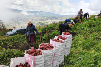 Agricultores ya cosechan la variedad de papa INIAP-Cañari en Azuay, Cañar y Loja.