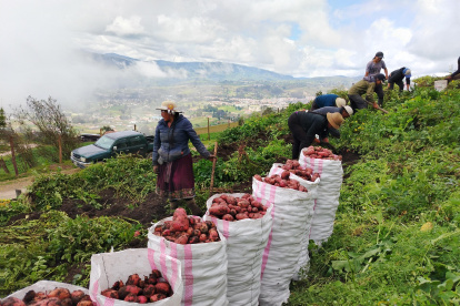 Agricultores ya cosechan la variedad de papa INIAP-Cañari en Azuay, Cañar y Loja.