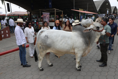 Exhibición de ejemplares de ganado durante la inauguración de la AgroExpo 2026