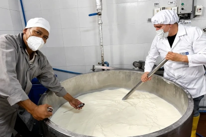La preparación de un queso gouda de 120 kilogramos.