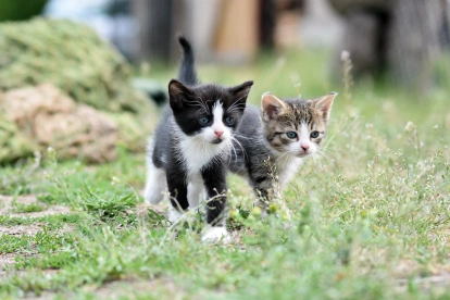 El Día Internacional del Gato promueve la adopción responsable, el bienestar felino y la protección de los gatos que viven en situación de calle en todo el mundo.