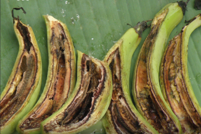 Marchitamiento bacteriano del plátano causado por la Ralstonia, una enfermedad que afecta el sistema vascular y provoca el marchitamiento progresivo de la planta.