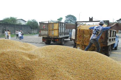 La industria de Ecuador lista para comprar la nueva cosecha de maíz.