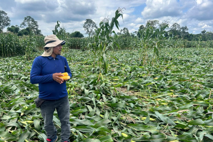 Uno de los cultivos afectados por los fuertes vientos que tumbaron las plantas de maíz, en la provincia de Los Ríos.