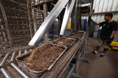 En la planta de Bioconversión, en Guayaquil, la cáscara de banano se mezcla con restos de cacao, leche y cerveza para alimentar a las larvas de mosca soldado negra.