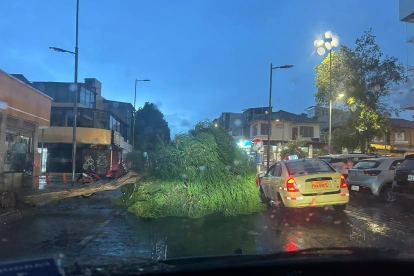 En el sector de La Mariscal, un árbol cayó sobre la vía.