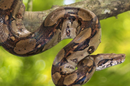 Imagen referencial de la especie de la serpiente observada desplazándose sobre los techos de la Bahía de Pedro Carbo, en Guayas.