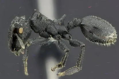 La Cephalotes sacha es una de las dos nuevas especies de hormigas tortuga descritas en Ecuador. Vive en los bosques de la Amazonía. Foto: Cortesía INABIO.