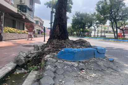 Las raíces de los árboles deterioran las aceras de Urdesa.