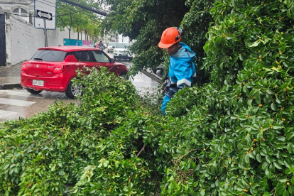 Árboles cayeron este lunes 19 de octubre durante la lluvia.