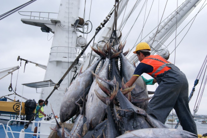 Ecuador es el líder en la pesca de túnidos en esta parte del Pacífico, con 222.580 toneladas.