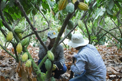 Ecuador tiene dos variedades, la nacional o cacao fino de aroma, y el CCN51.