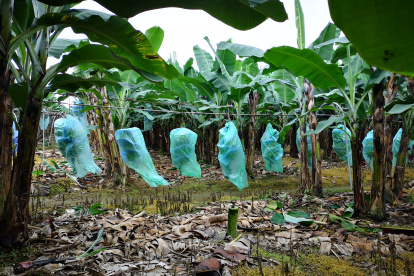 Ecuador está libre del hongo en todo su territorio