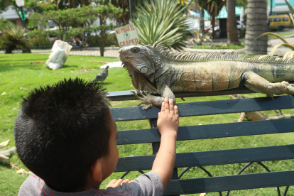 Cercanía. A muchos visitantes del parque Seminario les gusta tocar a las iguanas. Algunos, como los niños, solo replican el ejemplo que los mayores les dan. Las acarician y les halan el rabo, desconocedores del daño a estos reptiles y del peligro para ellos.