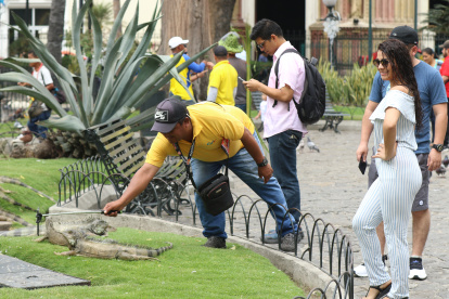 Las iguanas son el atractivo del Parque Seminario situado en el centro de Guayaquil.