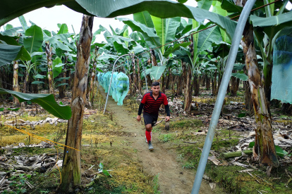 Guineo. De enero a septiembre de 2019 el banano representó el 7 % de las ventas a EE. UU., $ 347,1 millones.