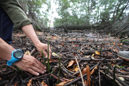 Hoy se sembraron las especies a orillas del Parque Lineal