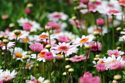 Un nuevo estudio indica que las plantas emitirían sonidos que son escuchados por insectos.