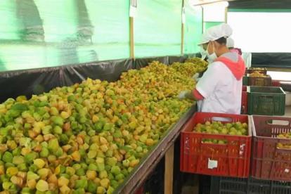 Producción. Hasta septiembre se certificaron más de 13 toneladas con vías a exportarse a tres continentes.