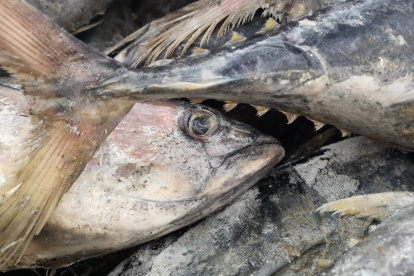 La flota pesquera de Ecuador respeta la especie