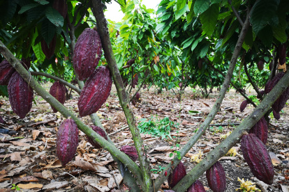 El cacao está entre los 10 productos que exporta Ecuador a Chile
