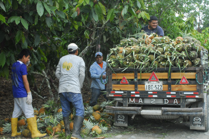Oportunidad. Las frutas tropicales tienen un nicho importante en las perchas canadienses.