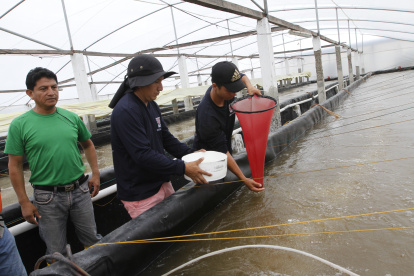 Tanto el sector productor, como el exportador, deberán someterse a nuevas reglas.