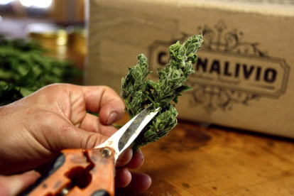 Proceso. Un hombre corta una planta de cannabis para producir medicamentos para una empresa colombiana, una industria que nació en 2017.