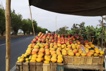 En la vía Duran-Boliche la caja de mangos va desde los cinco hasta los 10 dólares.