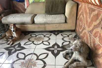 Precioso y hermoso evitaron un robo al ahuyentar al delincuente.