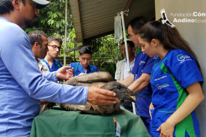 El ave recibió perdigones en el tórax y la pierna.