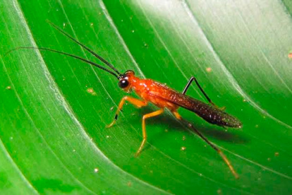 Los investigadores han nombrado a la mantis religiosa Vespamantoida wherleyi.