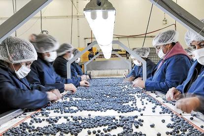 Arándanos. Este año, Perú exportará a EE.UU. $ 500 millones, un producto inexistente hace cinco años.