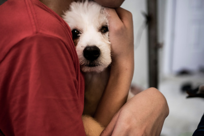 Los animales son sensibles a los ruidos fuertes, como los de los fuegos artificiales.